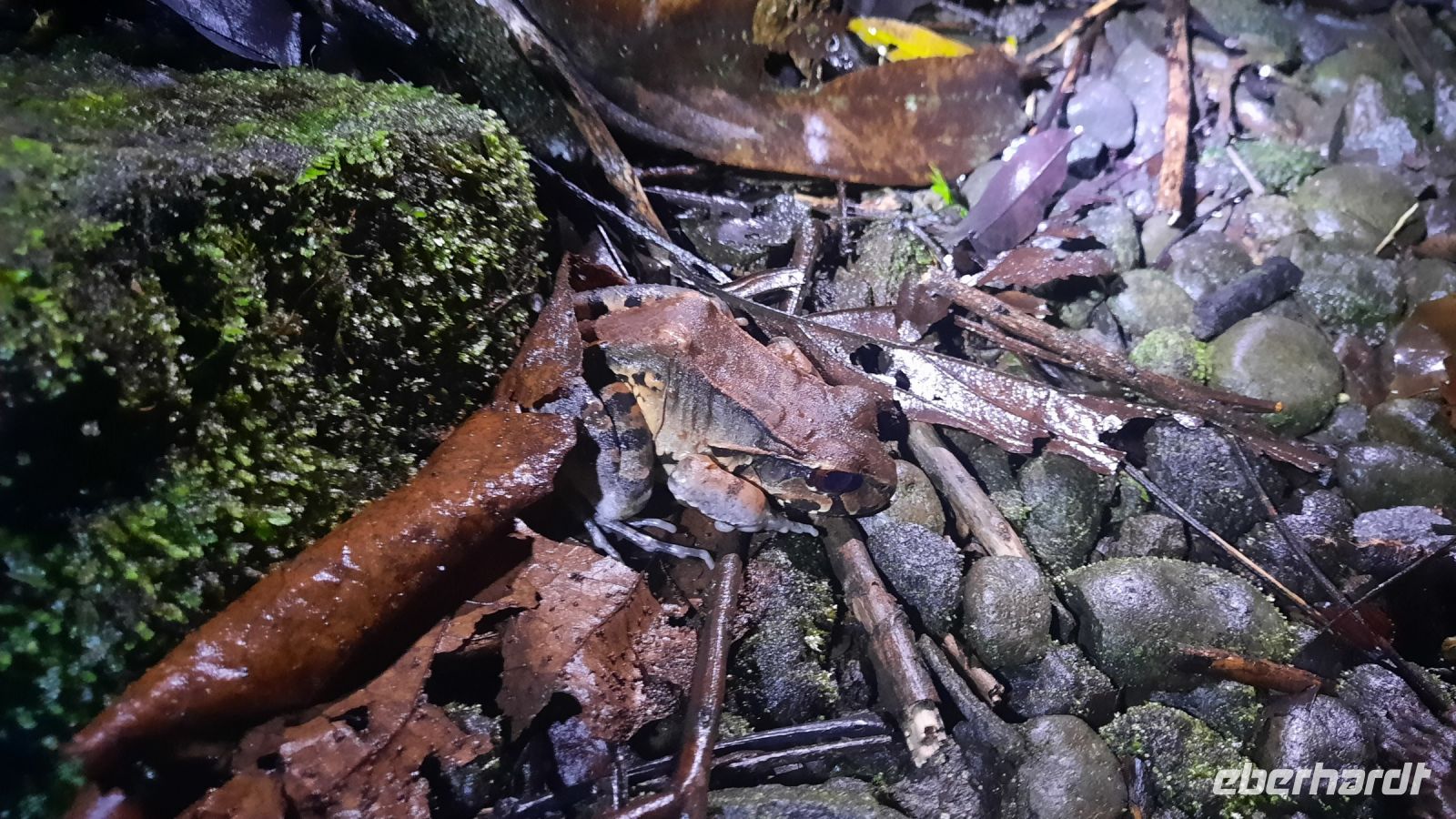 025  – Costa Rica, Kröte &ndash; &copy; Vivien Fiedler (Eberhardt TRAVEL)