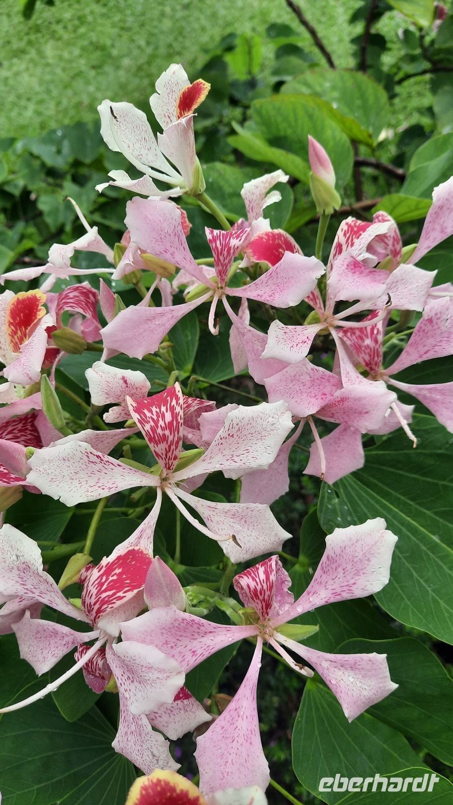 037 – Costa Rica, La Fortuna, Orchideen &ndash; &copy; Vivien Fiedler (Eberhardt TRAVEL)