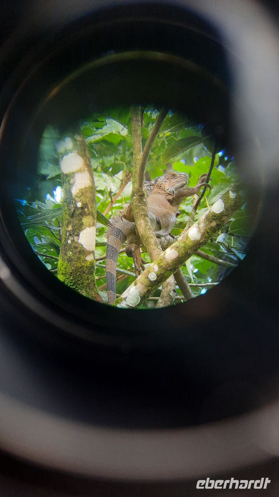 043 – Costa Rica, Leguan &ndash; &copy; Vivien Fiedler (Eberhardt TRAVEL)