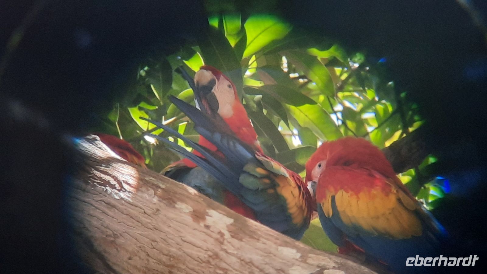 122 – Costa Rica, Ara &ndash; &copy; Vivien Fiedler (Eberhardt TRAVEL)