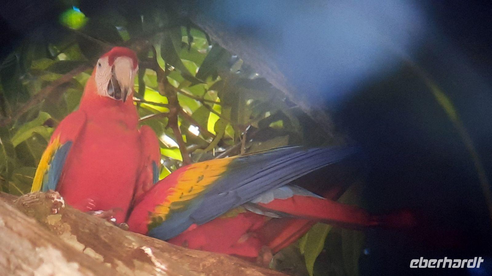 123 – Costa Rica, Ara &ndash; &copy; Vivien Fiedler (Eberhardt TRAVEL)