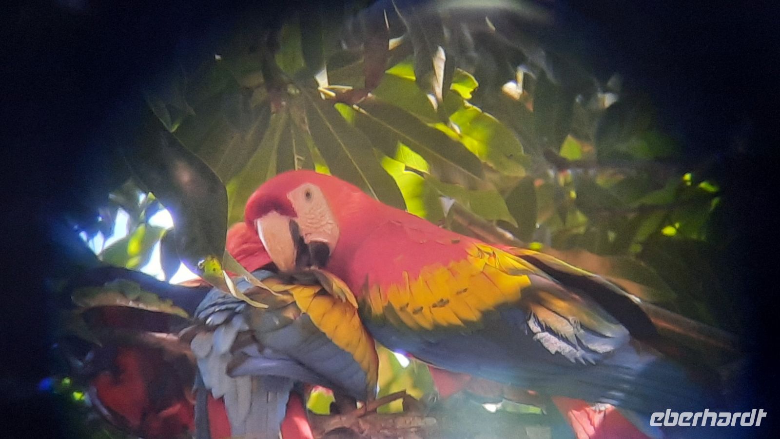 124 – Costa Rica, Ara &ndash; &copy; Vivien Fiedler (Eberhardt TRAVEL)