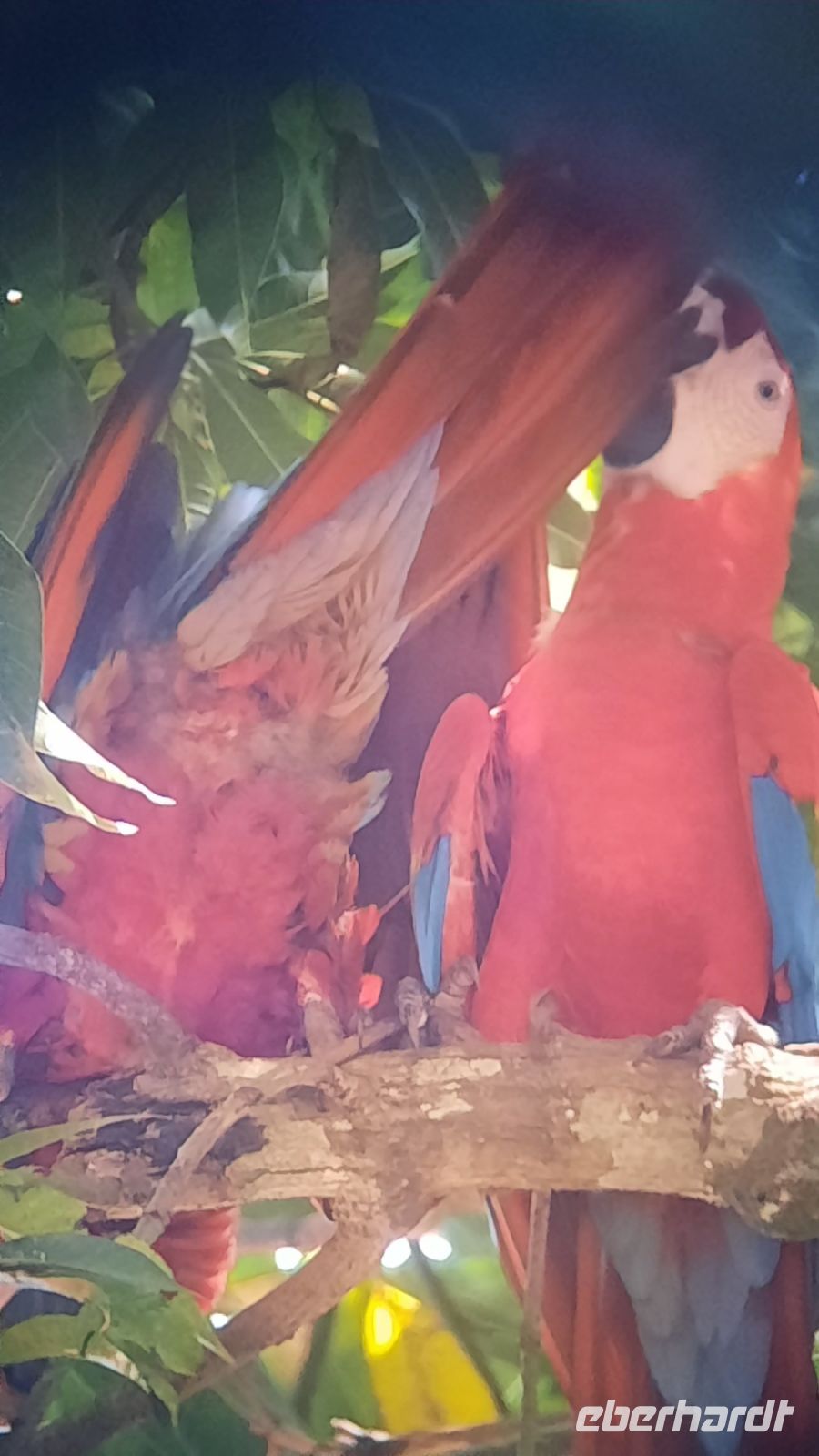 126 – Costa Rica, Ara &ndash; &copy; Vivien Fiedler (Eberhardt TRAVEL)