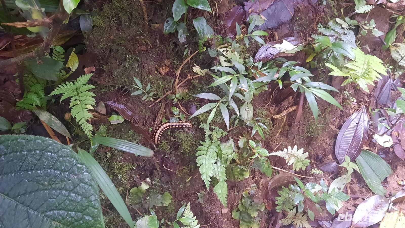 156 – Costa Rica, Monteverde Wanderung Nebelwald &ndash; &copy; Vivien Fiedler (Eberhardt TRAVEL)