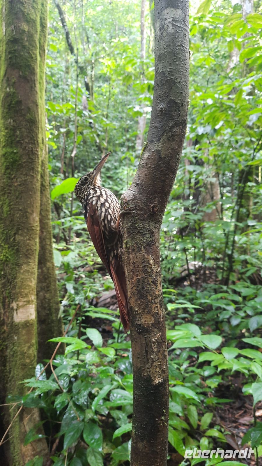 194 – Costa Rica, Corcovado-Nationalpark, Specht &ndash; &copy; Vivien Fiedler (Eberhardt TRAVEL)