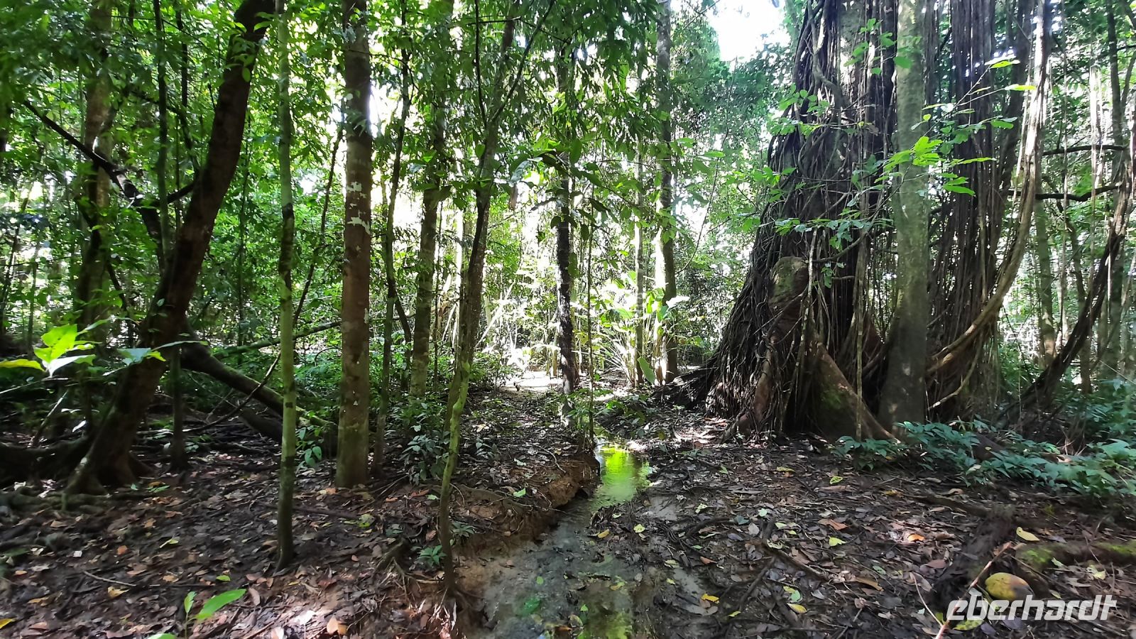 198 – Costa Rica, Corcovado-Nationalpark &ndash; &copy; Vivien Fiedler (Eberhardt TRAVEL)