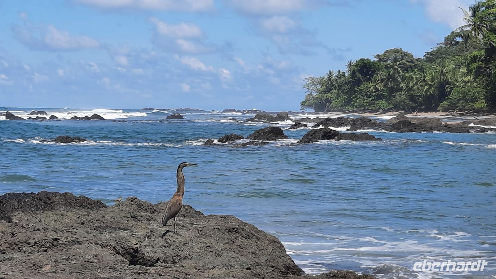 207 – Costa Rica, Corcovado-Nationalpark, Reier &ndash; &copy; Vivien Fiedler (Eberhardt TRAVEL)