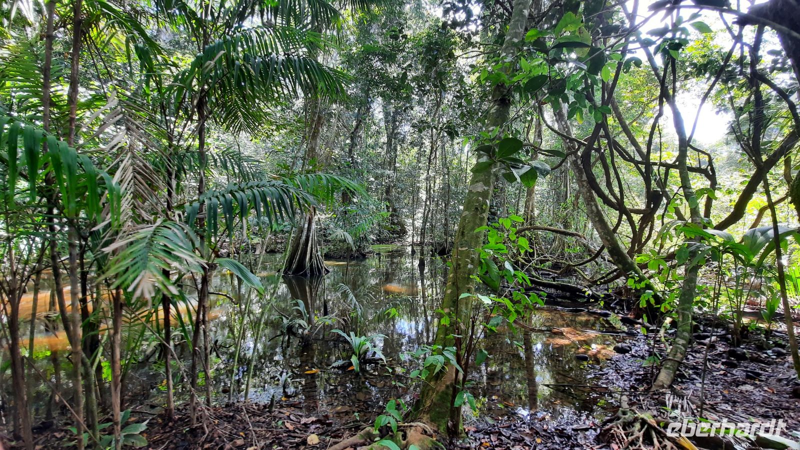 211 – Costa Rica, Corcovado-Nationalpark &ndash; &copy; Vivien Fiedler (Eberhardt TRAVEL)