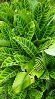 008 – Costa Rica, calathea zebrina &ndash; &copy; Vivien Fiedler (Eberhardt TRAVEL)