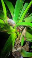022 – Costa Rica, Pfeilgiftfrosch &ndash; &copy; Vivien Fiedler (Eberhardt TRAVEL)