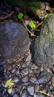 024 – Costa Rica, Hunderfüßer &ndash; &copy; Vivien Fiedler (Eberhardt TRAVEL)
