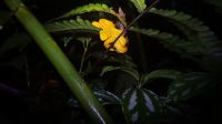 026 – Costa Rica, Gelbe Wimper-Viper &ndash; &copy; Vivien Fiedler (Eberhardt TRAVEL)