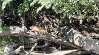 054 – Costa Rica, Leguan &ndash; &copy; Vivien Fiedler (Eberhardt TRAVEL)