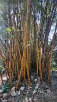 094 – Costa Rica, Werner Sauter Biological Reserve &ndash; &copy; Vivien Fiedler (Eberhardt TRAVEL)