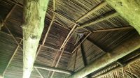 099 – Costa Rica, Werner Sauter Biological Reserve, Fledermäuse &ndash; &copy; Vivien Fiedler (Eberhardt TRAVEL)