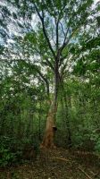 106 – Costa Rica, Werner Sauter Biological Reserve &ndash; &copy; Vivien Fiedler (Eberhardt TRAVEL)