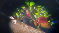 122 – Costa Rica, Ara &ndash; &copy; Vivien Fiedler (Eberhardt TRAVEL)