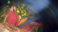 123 – Costa Rica, Ara &ndash; &copy; Vivien Fiedler (Eberhardt TRAVEL)