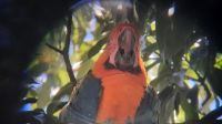 127 – Costa Rica, Blau-gelbe Ara &ndash; &copy; Vivien Fiedler (Eberhardt TRAVEL)