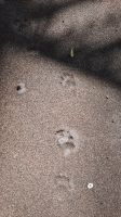 208 – Costa Rica, Corcovado-Nationalpark, Aktivität von Nasenbär &ndash; &copy; Vivien Fiedler (Eberhardt TRAVEL)