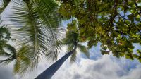 231 – Costa Rica, Corcovado-Nationalpark &ndash; &copy; Vivien Fiedler (Eberhardt TRAVEL)