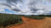 240 – Costa Rica, Ananasfeld &ndash; &copy; Vivien Fiedler (Eberhardt TRAVEL)