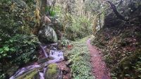 250 – Costa Rica, San Gerardo de Dota, Wanderung &ndash; &copy; Vivien Fiedler (Eberhardt TRAVEL)
