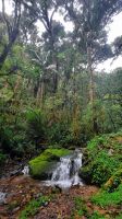 252 – Costa Rica, San Gerardo de Dota, Wanderung &ndash; &copy; Vivien Fiedler (Eberhardt TRAVEL)