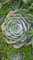 276 – Costa Rica, San Gerardo de Dota, Sukkulenten &ndash; &copy; Vivien Fiedler (Eberhardt TRAVEL)