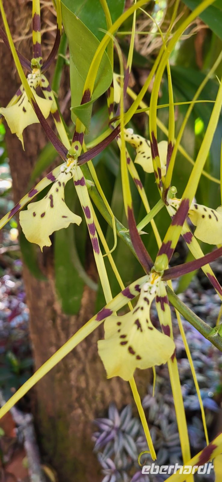 05 Orchideen in Costa Rica &ndash; &copy; Susanne Schirmann (Eberhardt TRAVEL)