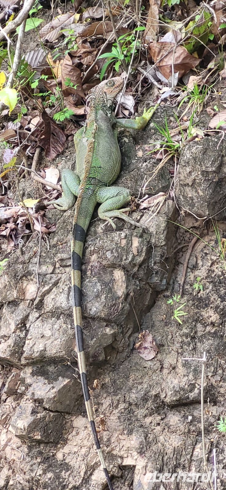93 Iguana &ndash; &copy; Susanne Schirmann (Eberhardt TRAVEL)