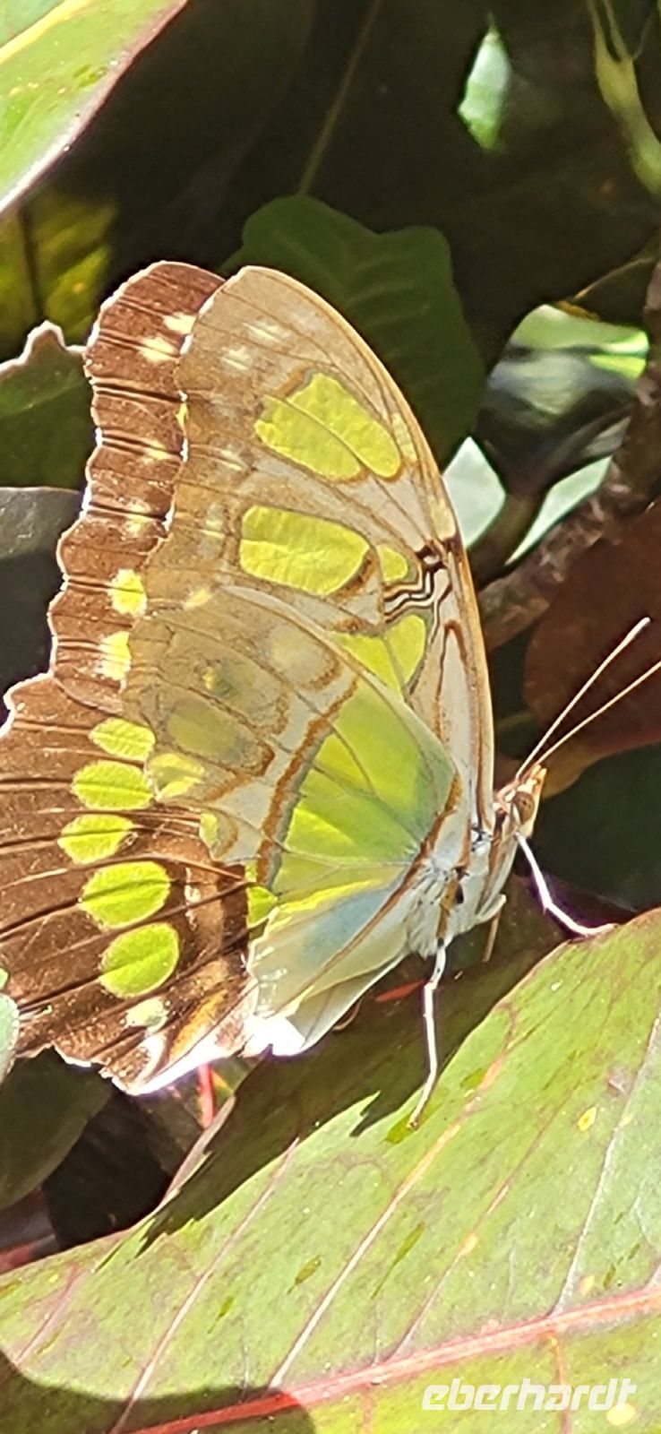 116 Schmetterling &ndash; &copy; Susanne Schirmann (Eberhardt TRAVEL)