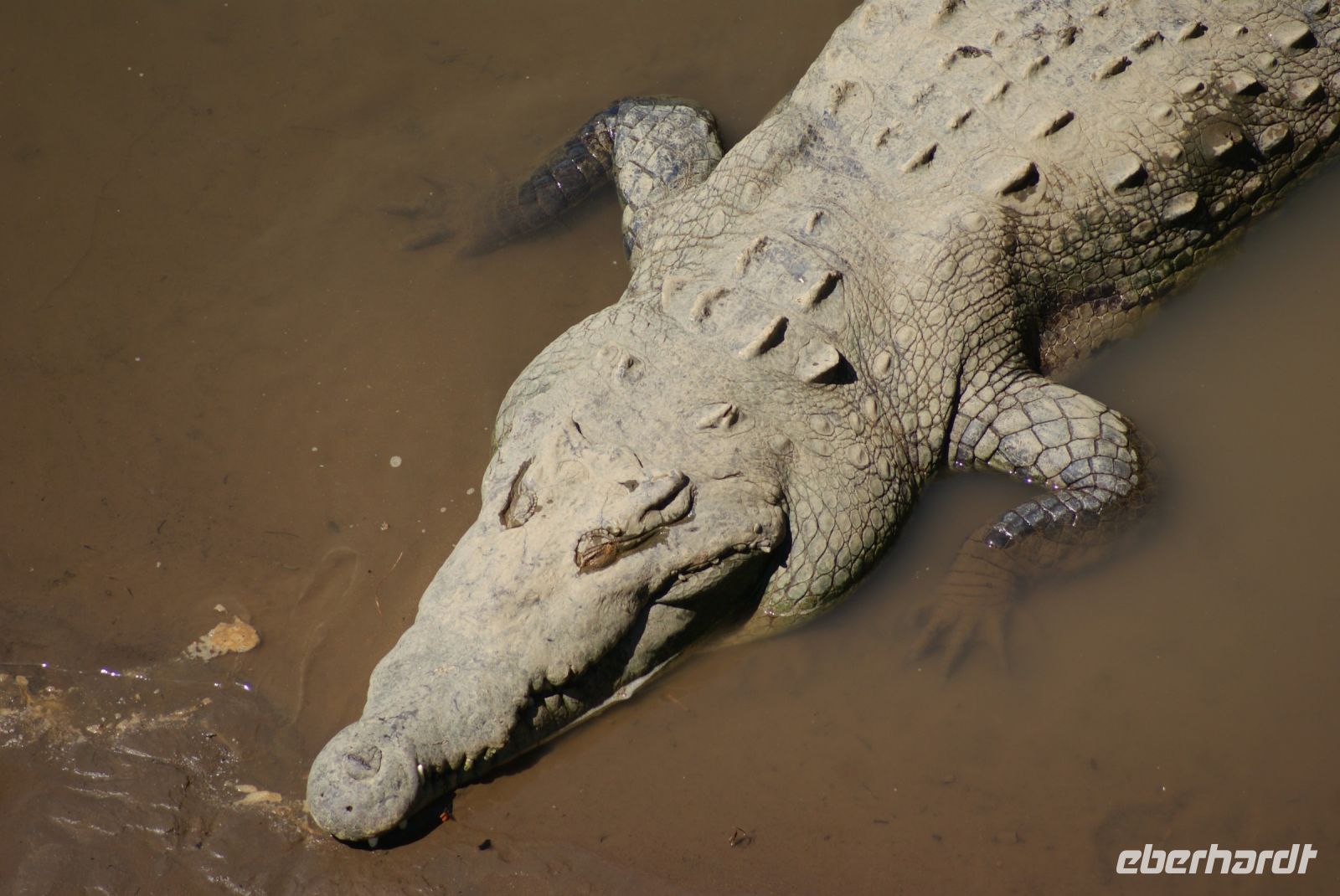186 Krokodile &ndash; &copy; Susanne Schirmann (Eberhardt TRAVEL)