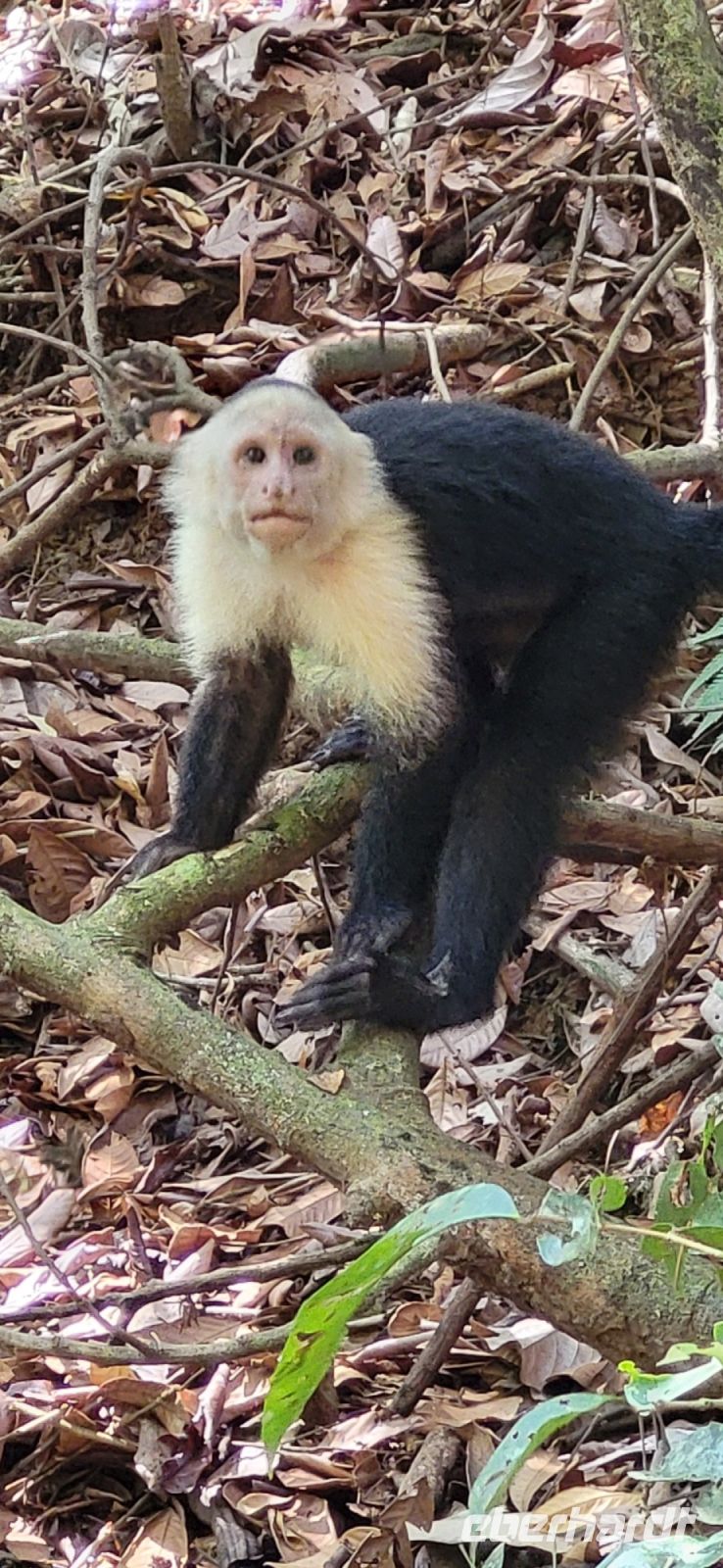 190 Manuel Antonio Nationalpark &ndash; &copy; Susanne Schirmann (Eberhardt TRAVEL)