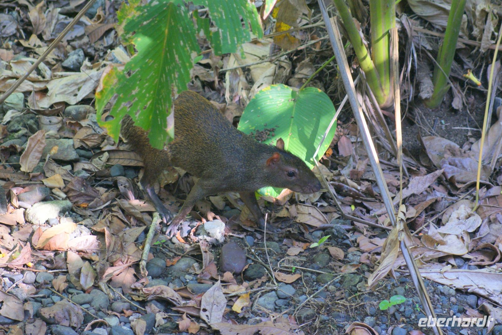 203 Agouti &ndash; &copy; Susanne Schirmann (Eberhardt TRAVEL)