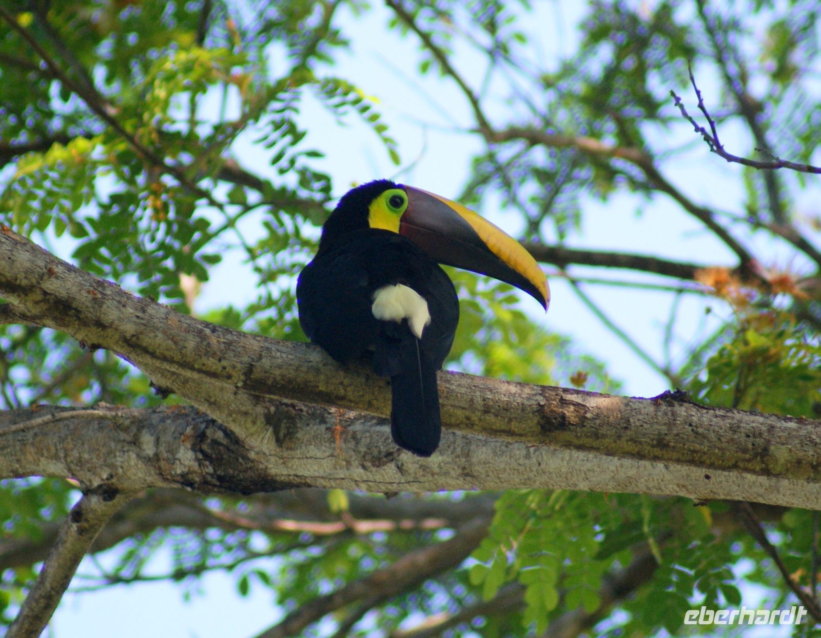 216 Tukan &ndash; &copy; Susanne Schirmann (Eberhardt TRAVEL)