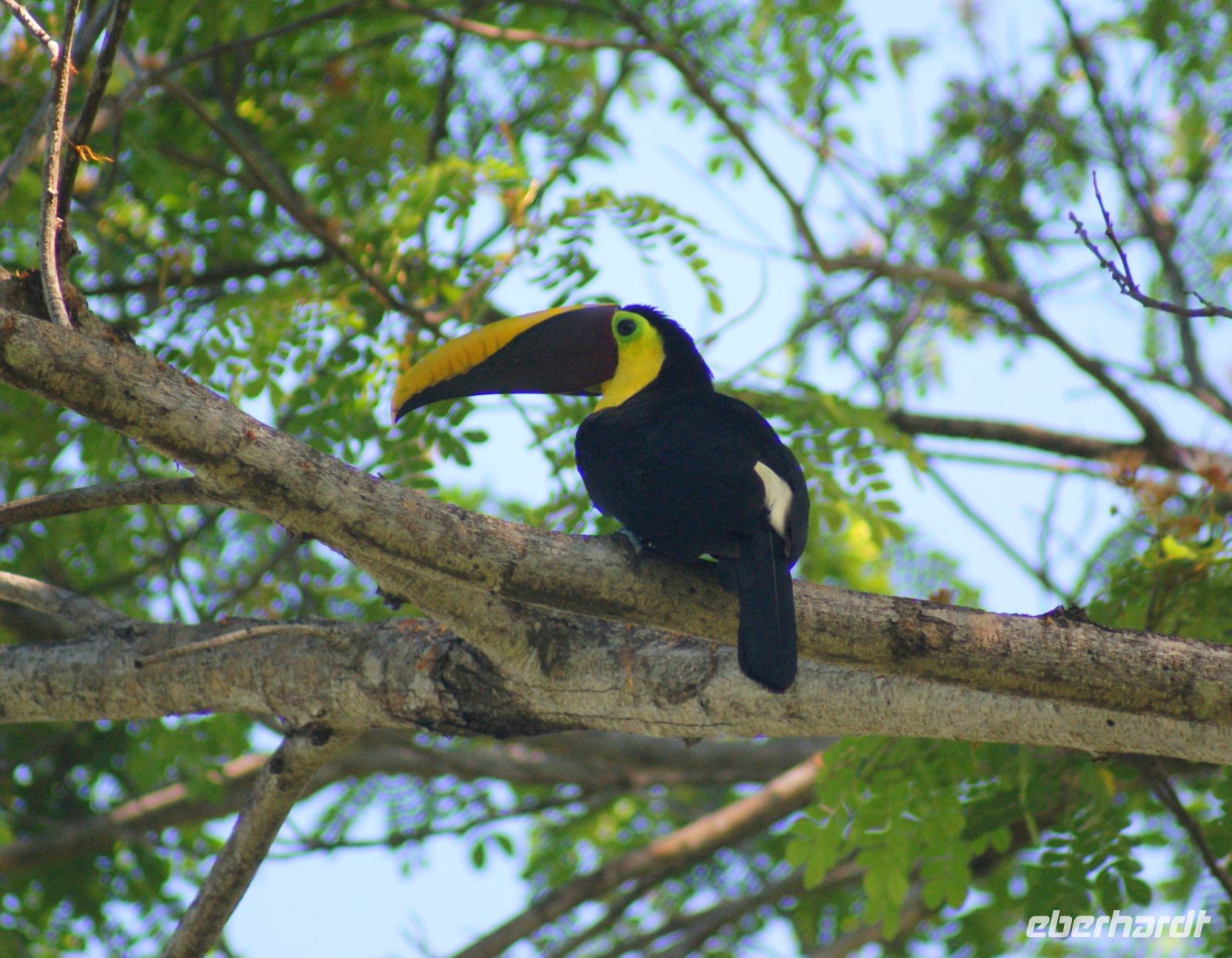 218 Tukan &ndash; &copy; Susanne Schirmann (Eberhardt TRAVEL)