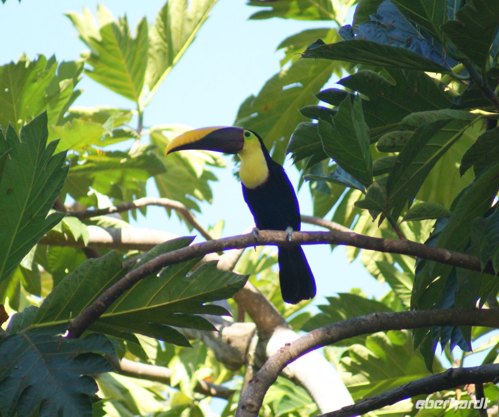219 Tukan &ndash; &copy; Susanne Schirmann (Eberhardt TRAVEL)