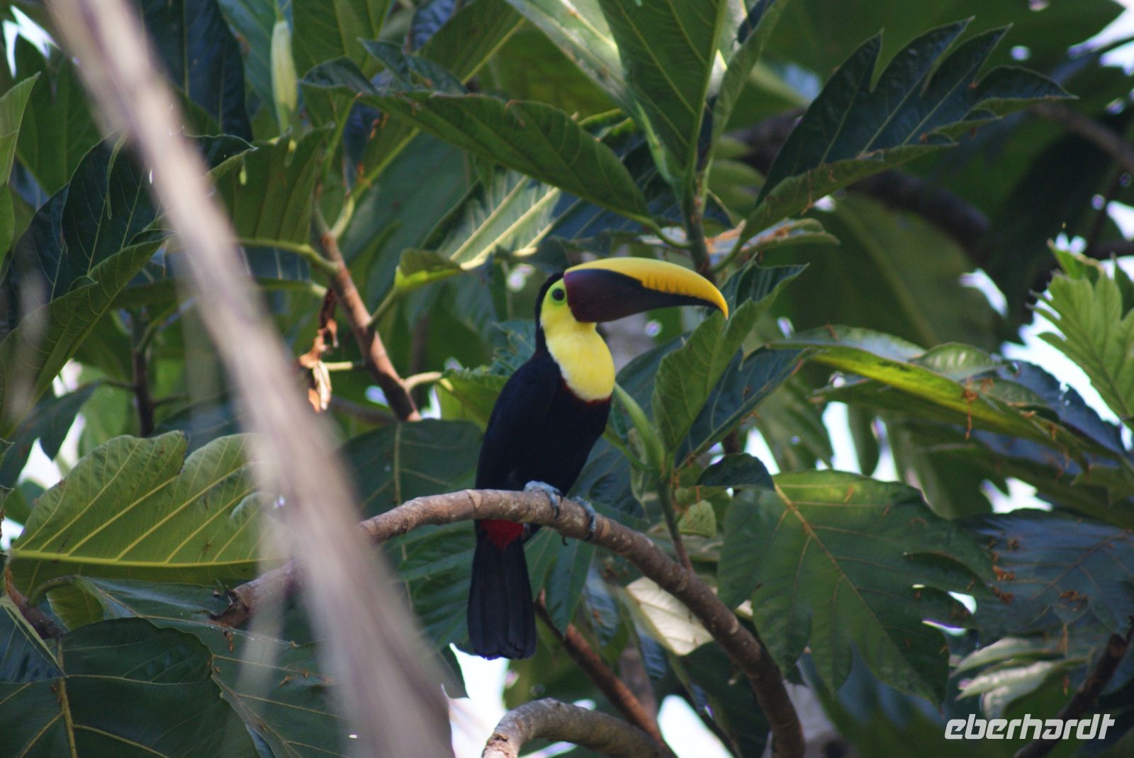 221 Tukan &ndash; &copy; Susanne Schirmann (Eberhardt TRAVEL)