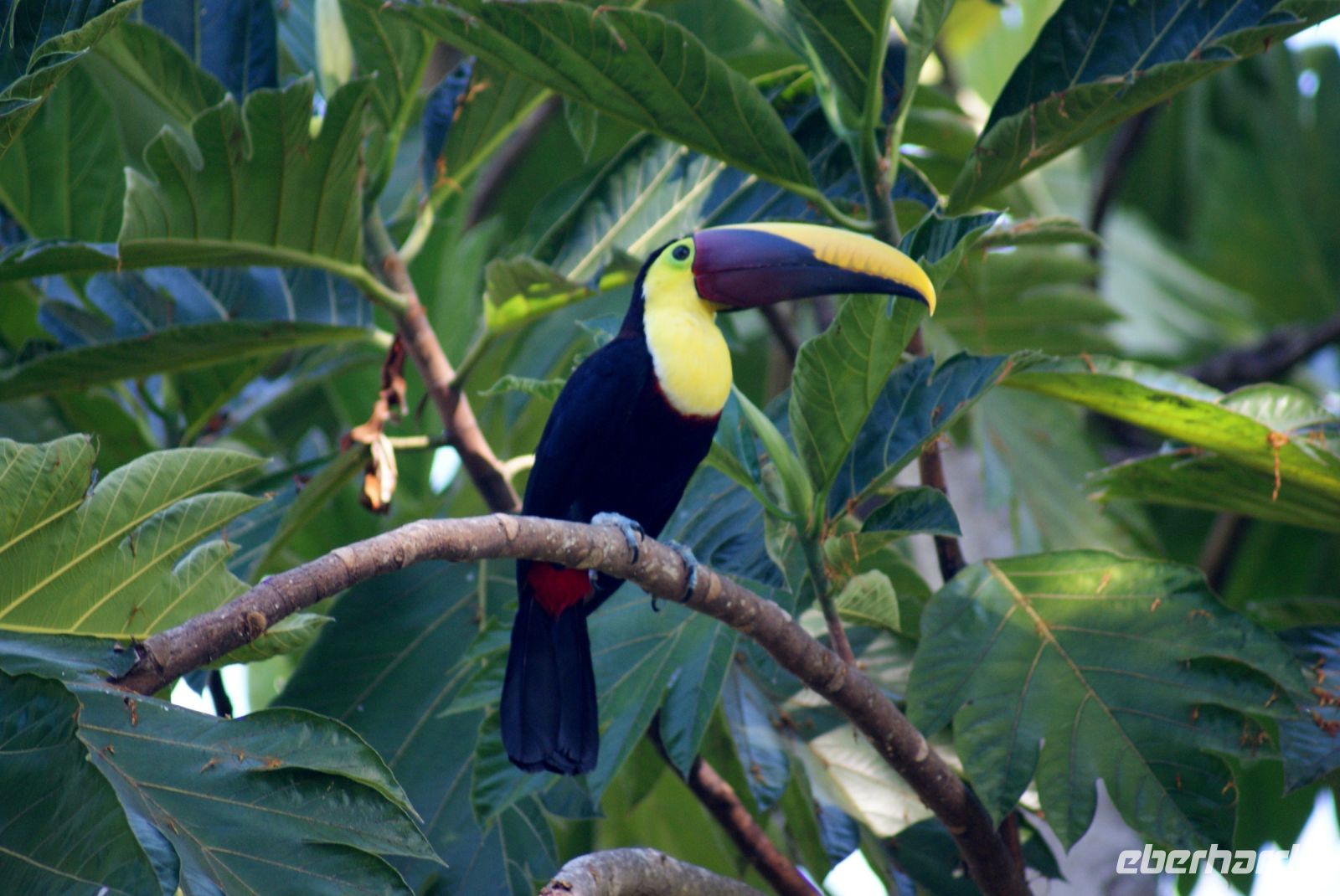 222 Tukan &ndash; &copy; Susanne Schirmann (Eberhardt TRAVEL)