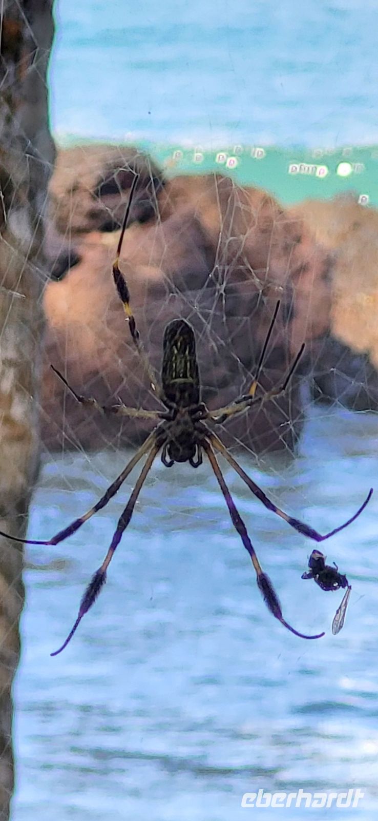 262 Spinne &ndash; &copy; Susanne Schirmann (Eberhardt TRAVEL)