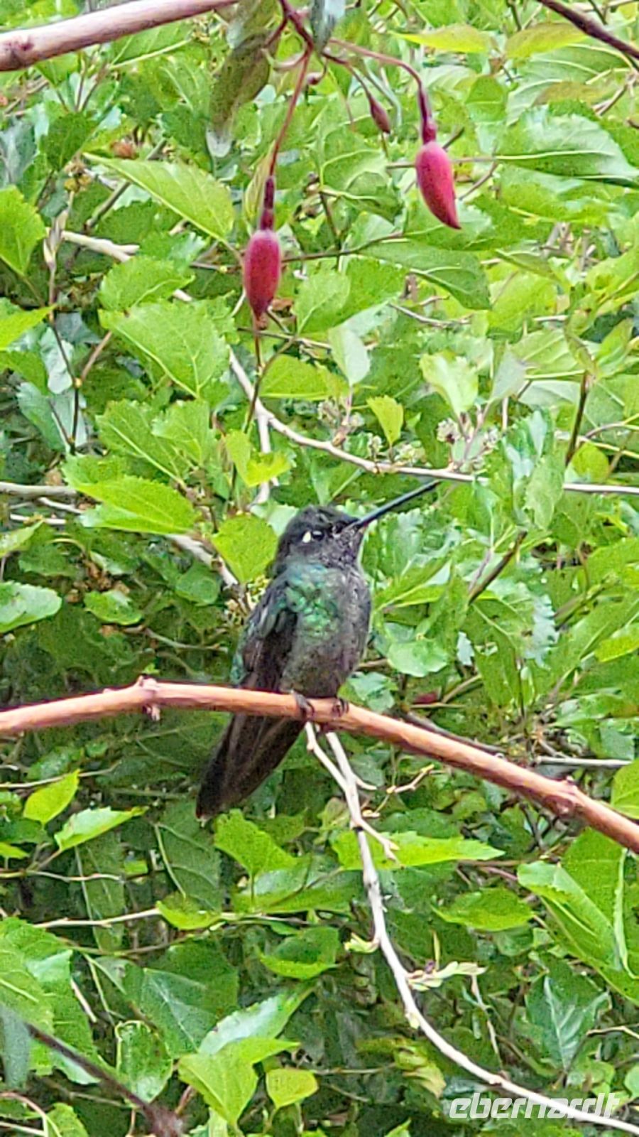 298 Kolibri &ndash; &copy; Susanne Schirmann (Eberhardt TRAVEL)
