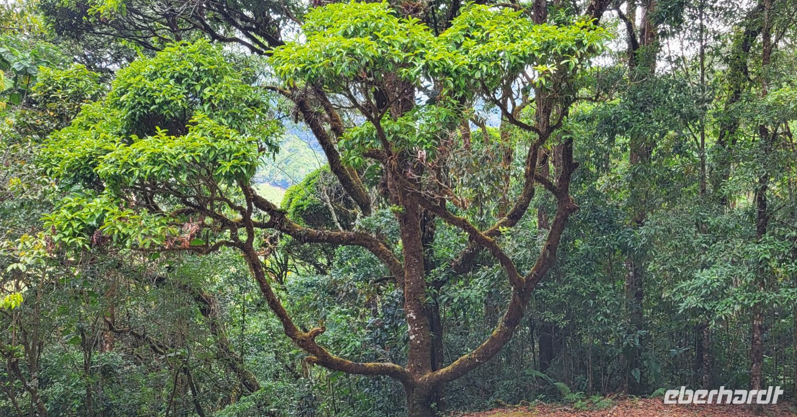 317 Baum auf unserer Strecke &ndash; &copy; Susanne Schirmann (Eberhardt TRAVEL)