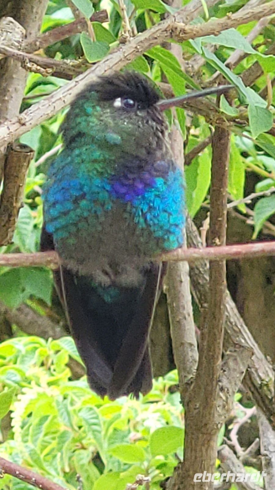 318 Kolibri &ndash; &copy; Susanne Schirmann (Eberhardt TRAVEL)