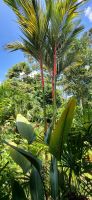 48 Costa Rica &ndash; &copy; Susanne Schirmann (Eberhardt TRAVEL)