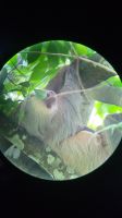 54 Faultier &ndash; &copy; Susanne Schirmann (Eberhardt TRAVEL)