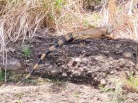 78 Iguana &ndash; &copy; Susanne Schirmann (Eberhardt TRAVEL)