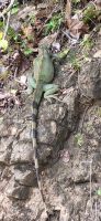 93 Iguana &ndash; &copy; Susanne Schirmann (Eberhardt TRAVEL)