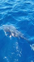 107 Delphine ganz nah am Boot &ndash; &copy; Susanne Schirmann (Eberhardt TRAVEL)