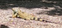 128 Iguana im Stadtpark &ndash; &copy; Susanne Schirmann (Eberhardt TRAVEL)